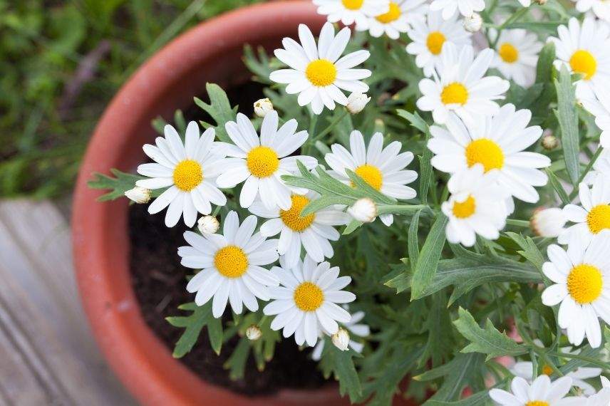 marguerite pot terre cuite