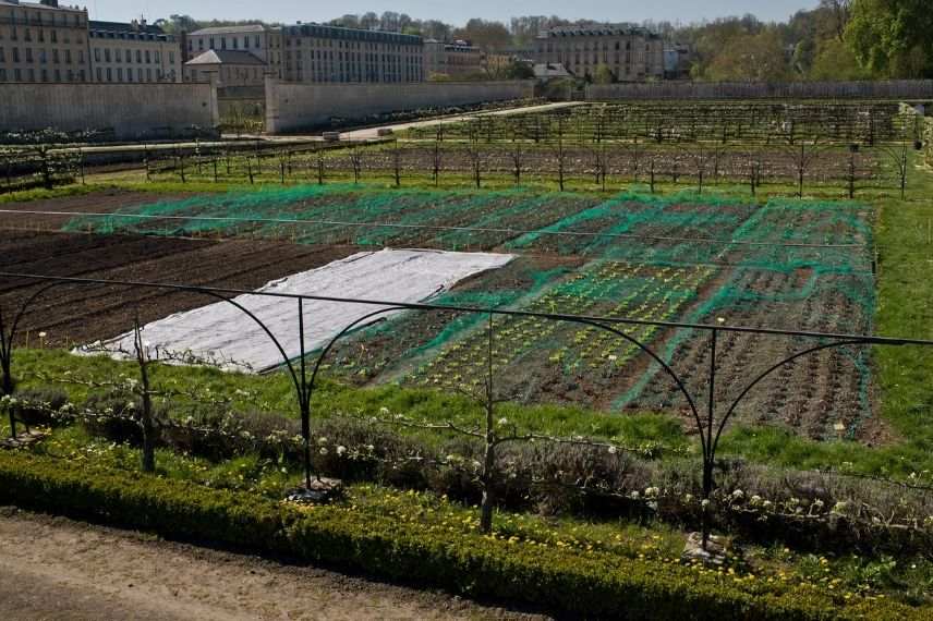 versailles potager