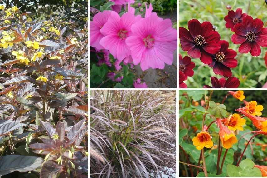 potager fleuri avec lavatere