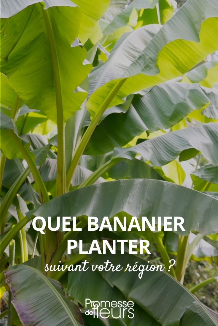 quel bananier planter