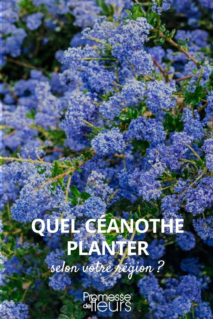 quel ceanothe planter