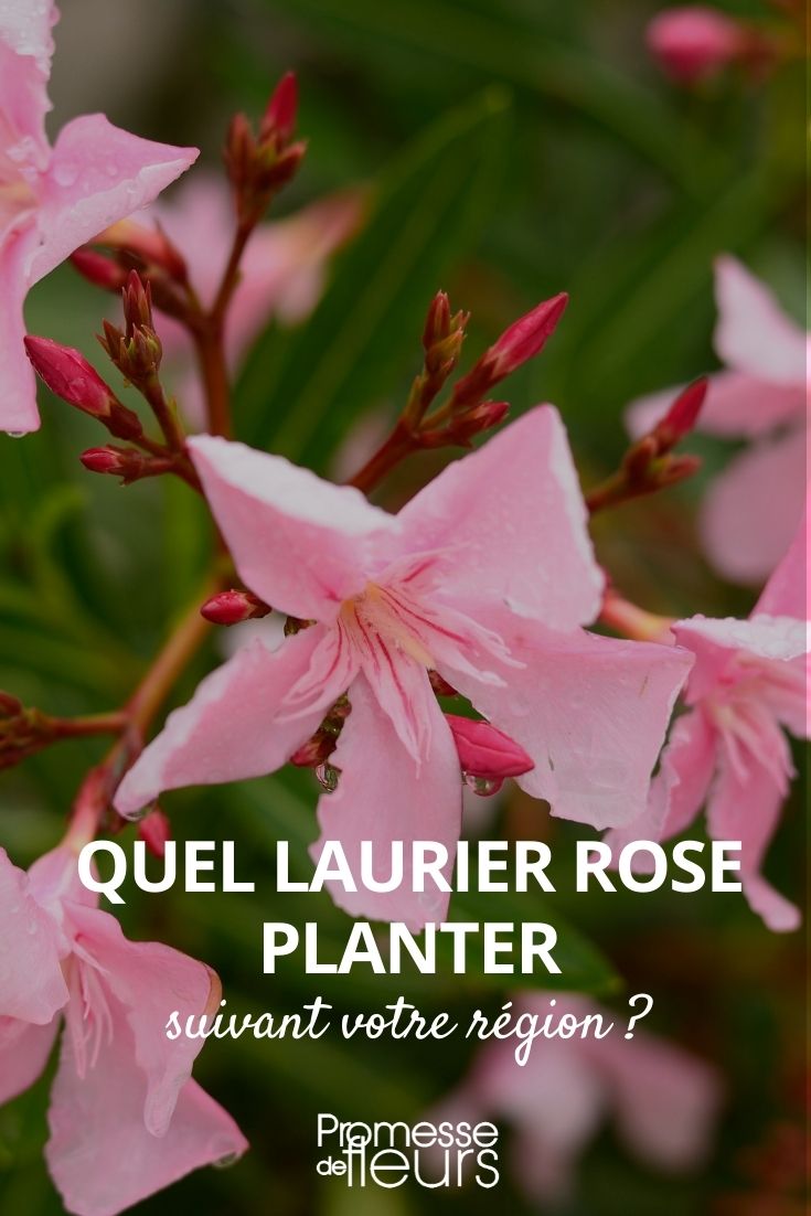 quel laurier rose planter