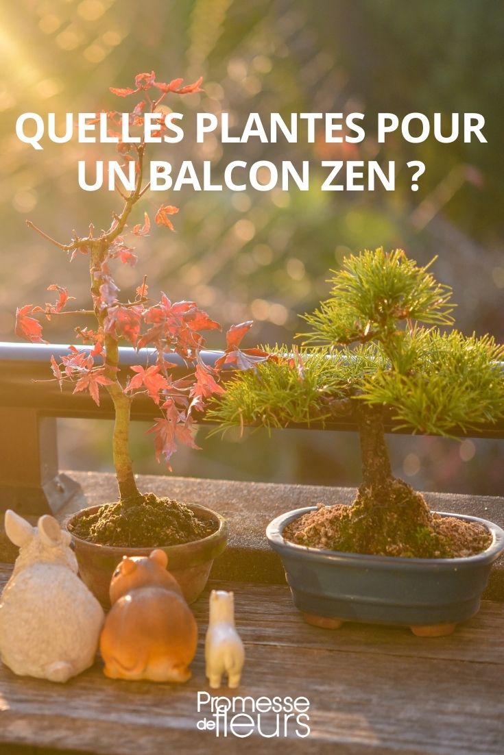 Quelles plantes pour un balcon zen ? - Promesse de Fleurs