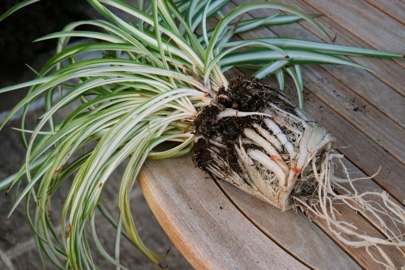 Les gestes clés pour bien rempoter une plante : Guide pour les débutants