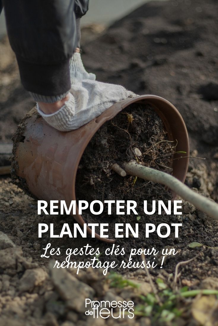 rempoter une plante