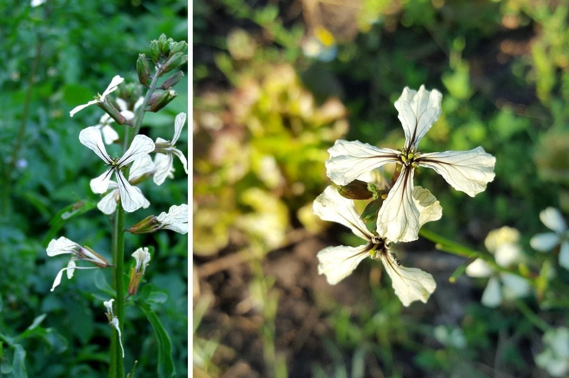 roquette - eruca sativa 