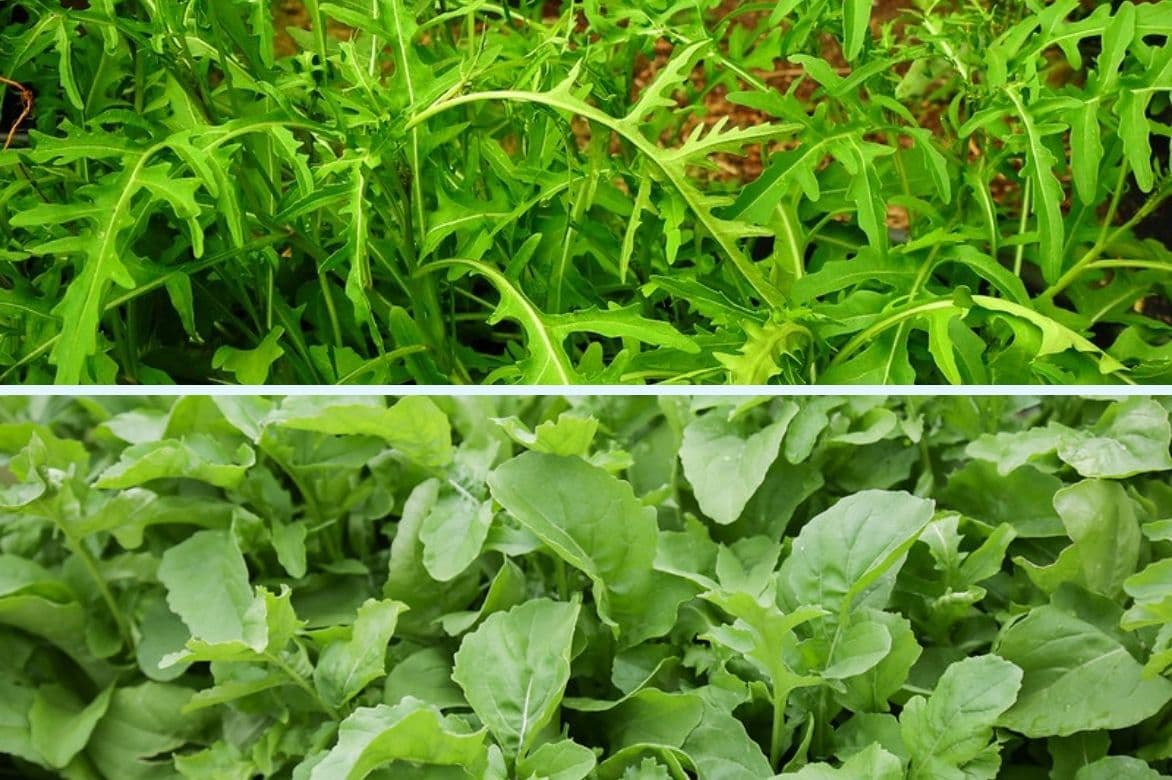 Roquette -Eruca sativa