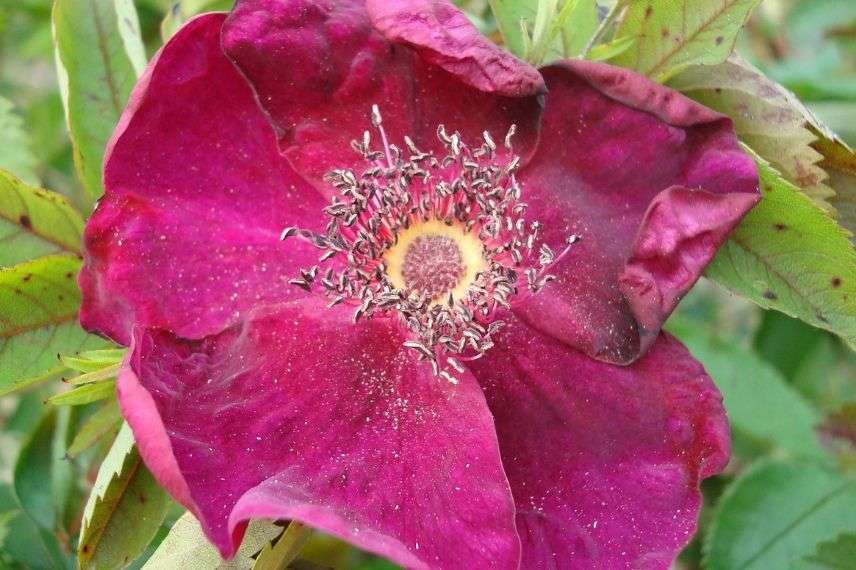 rosier ancien à fleurs d'églantines rouge pourpre