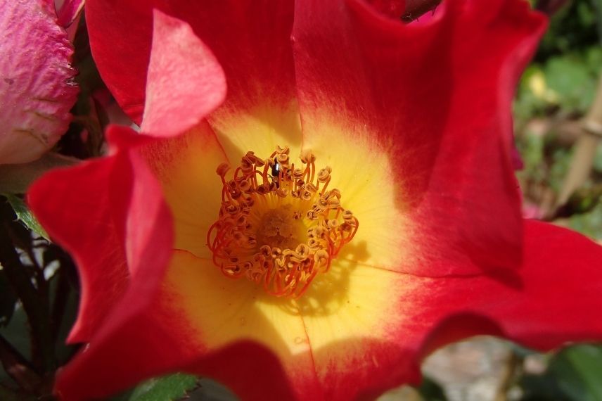 rosier grimpant à fleurs églantines rouges