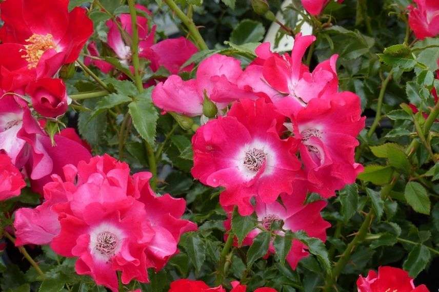 rosier à fleurs d'églantines rouges parfumées