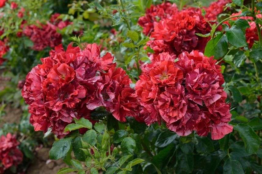 rosier paysager à fleurs d'églantines rouges