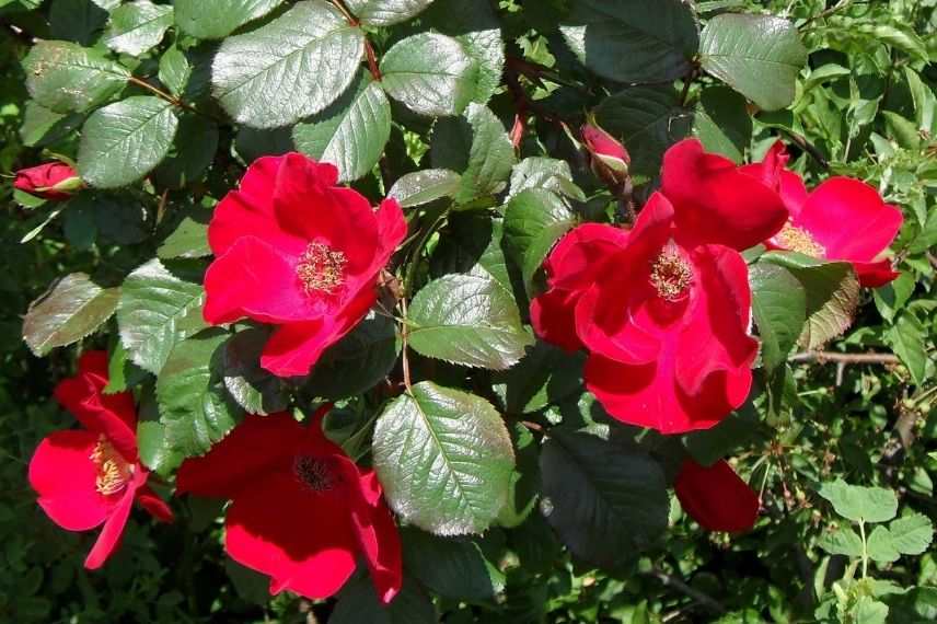 rosier arbustif à fleurs d'églantines rouges
