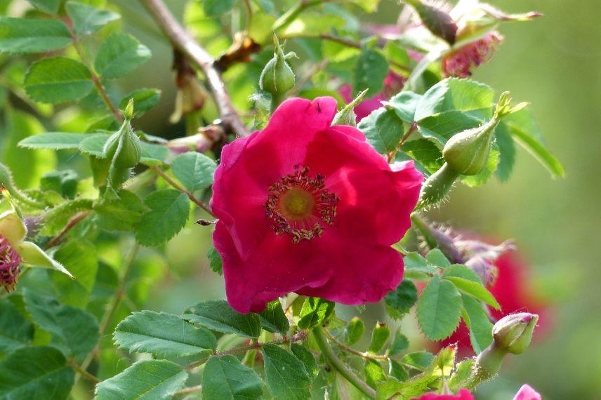 rosier botanique à fleurs d'églantines rouges