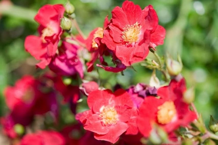 rosier à fleurs d'églantines rouge et jaune