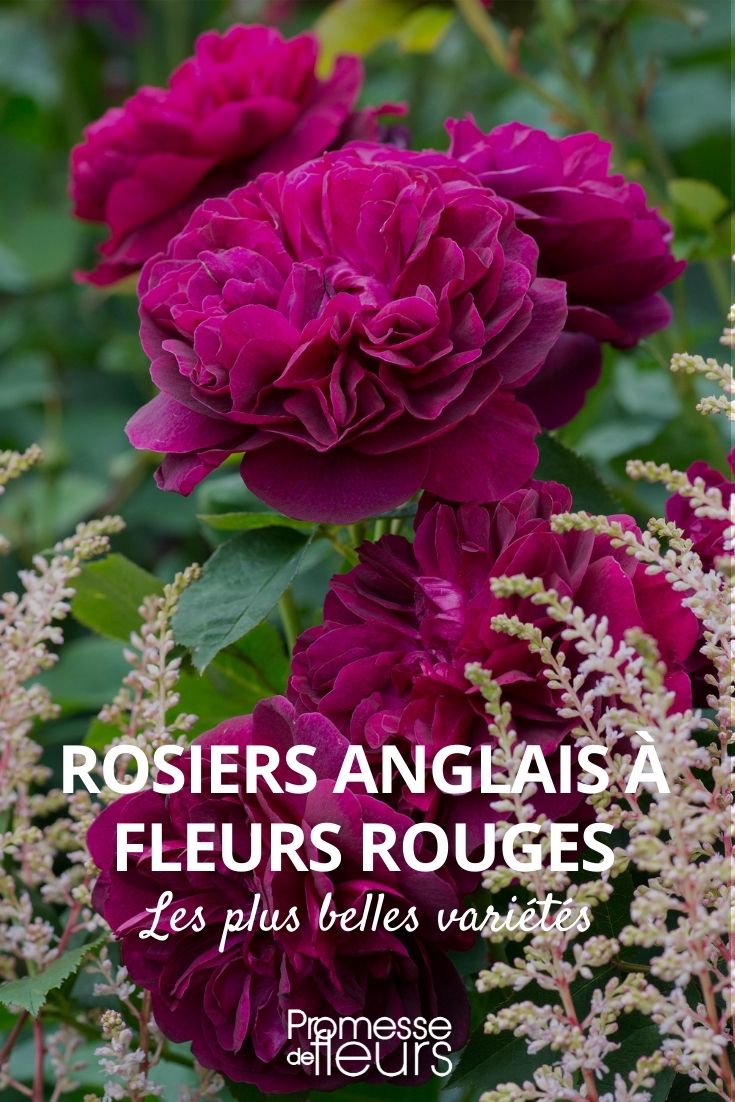 rosier anglais fleurs rouges