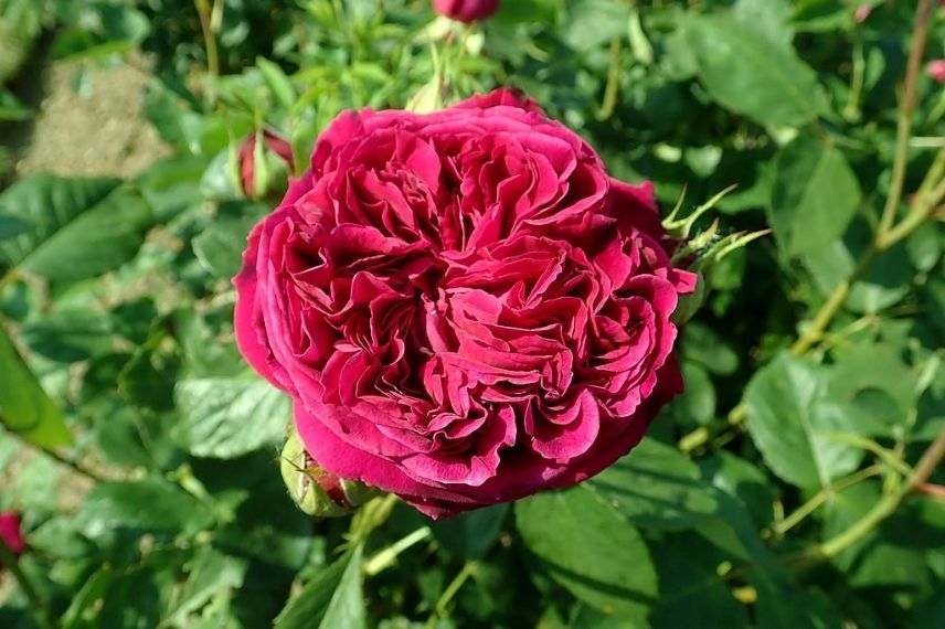 rosier anglais grimpant à fleurs rouge david austin