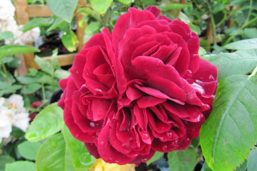 rosier anglais rouge parfumé david austin