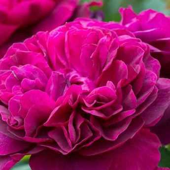 7 rosiers anglais David Austin à fleurs rouges