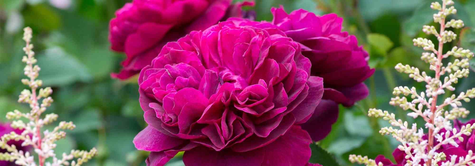 7 rosiers anglais David Austin à fleurs rouges