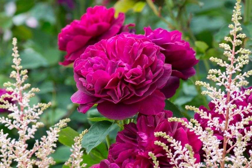 rosier anglais à fleurs rouges david austin