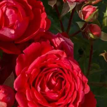 6 rosiers buissons à grandes fleurs rouges