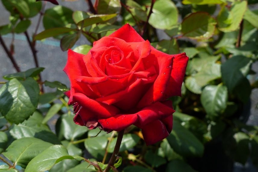 rosier buisson fleurs doubles rouges