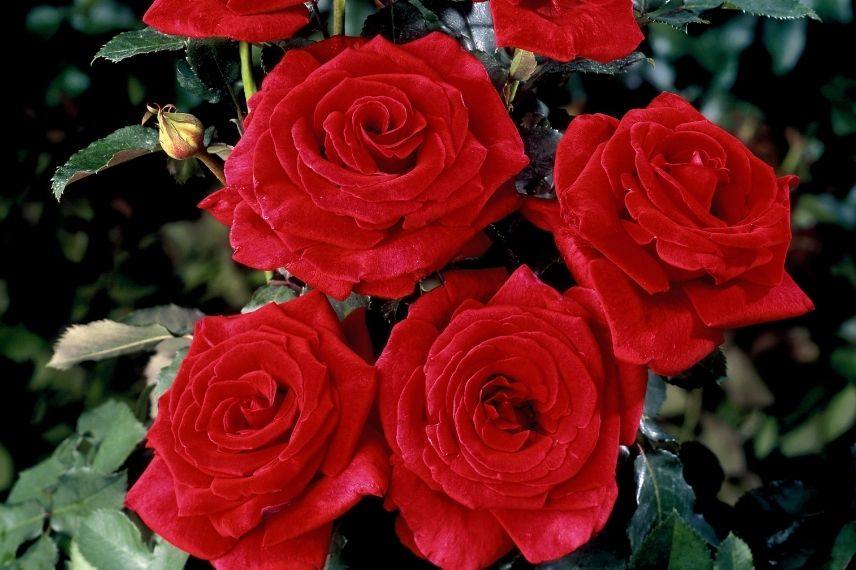 rosier buisson grandes fleurs rouge foncé