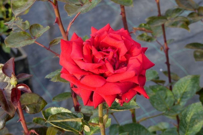 rosier buisson rouge velouté