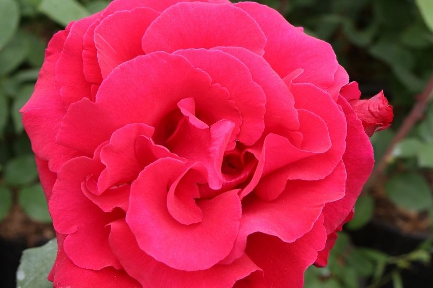 rosier buisson grandes roses rouge vif
