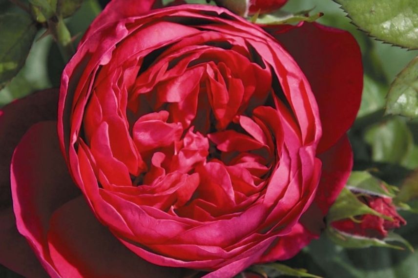 rosier buisson grandes fleurs rouge cerise