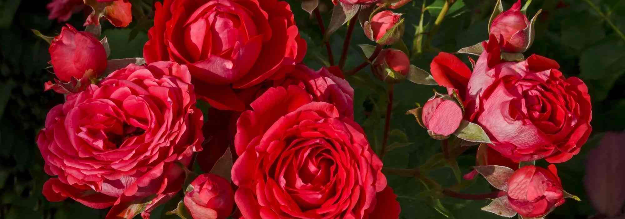 6 rosiers buissons à grandes fleurs rouges