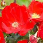 8 rosiers couvre-sol à fleurs rouges