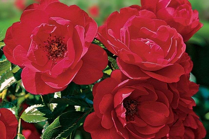 rosier tapissant à fleurs semi-doubles rouges