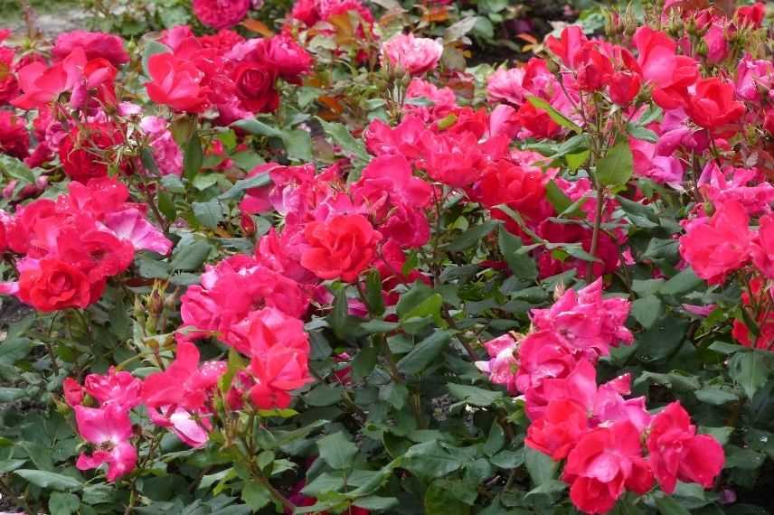 rosier couvre-sol à fleurs rouge clair
