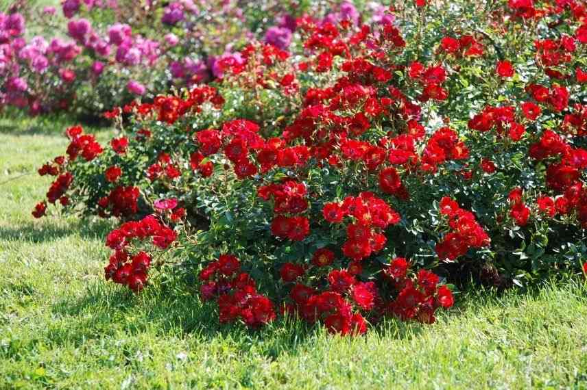 rosier couvre-sol rouge vif