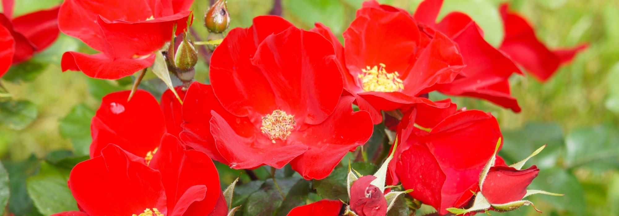 8 rosiers couvre-sol à fleurs rouges