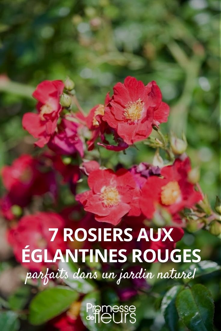 rosier églantine rouge