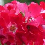 7 rosiers à fleurs d’églantines rouges