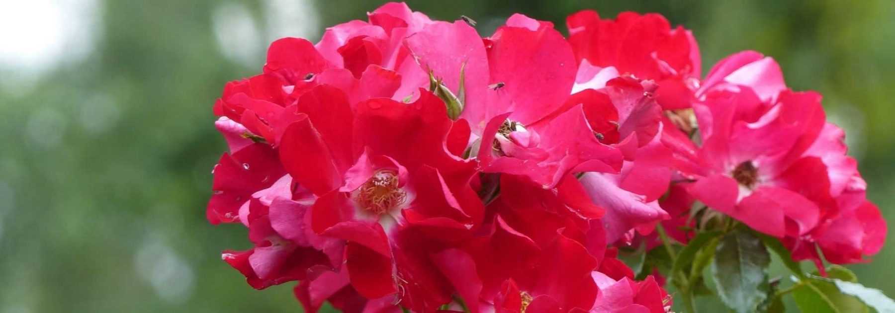 7 rosiers à fleurs d’églantines rouges