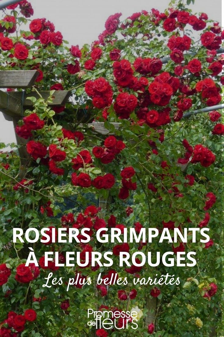 rosier grimpant fleurs rouges