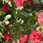 7 rosiers grimpants à fleurs rouges