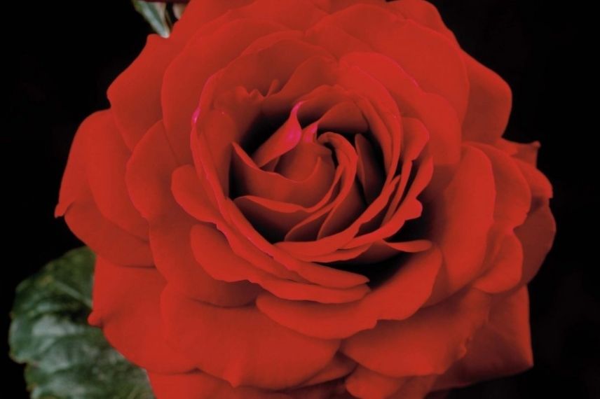 rosier grimpant roses doubles rouges
