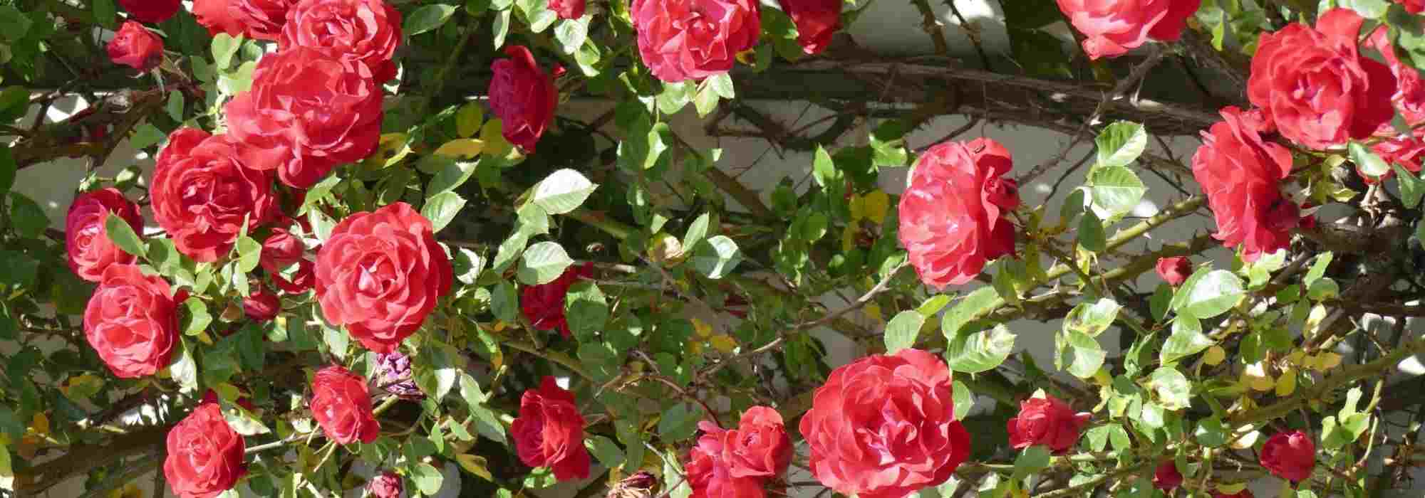 7 rosiers grimpants à fleurs rouges