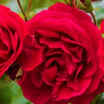 9 rosiers rouges très parfumés