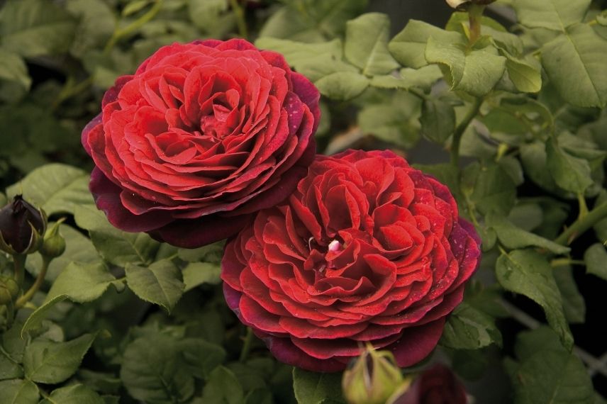 rosier rouge bordeaux carmin très parfumé
