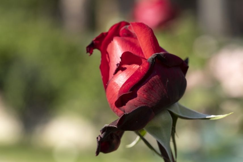 rosier rouge parfum rose de damas