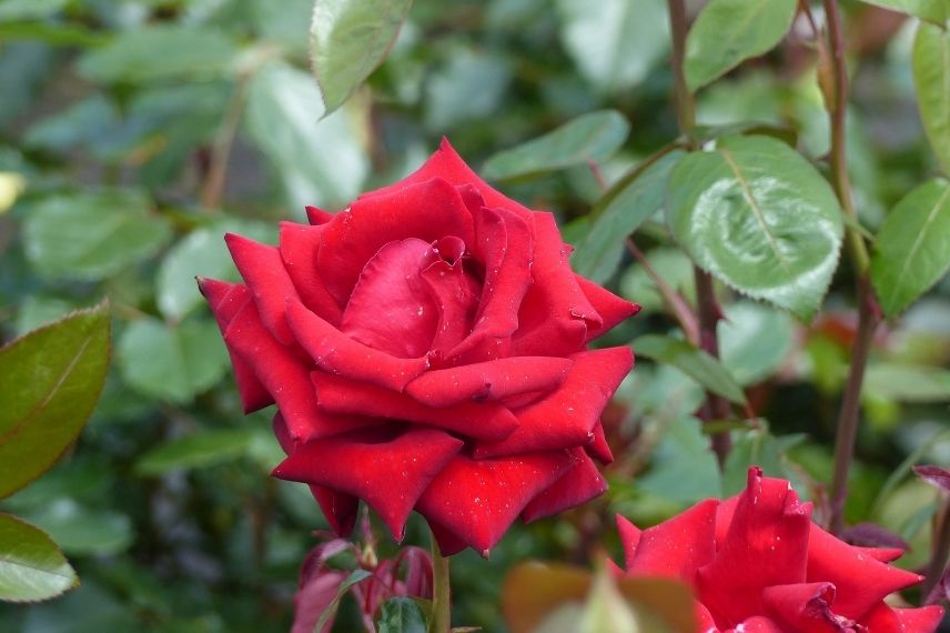 rosier à grandes fleurs rouges très parfumées