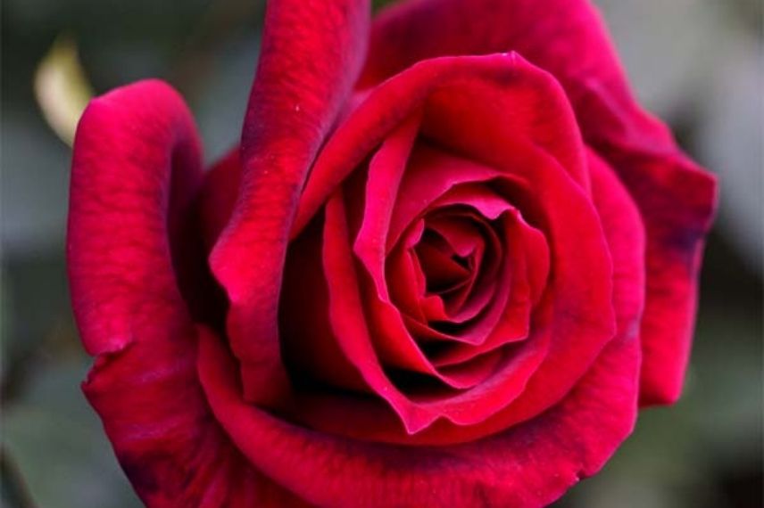 rosier à grandes fleurs rouges parfum rose de mai