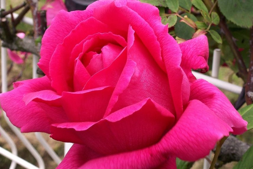 rose rouge parfum rose ancienne