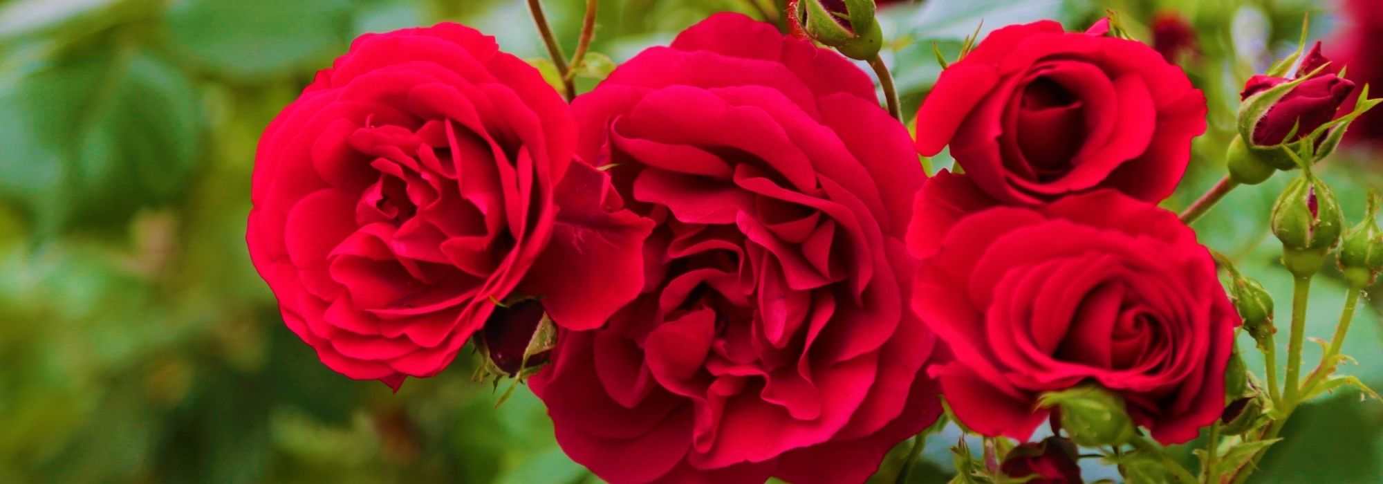 9 rosiers rouges très parfumés